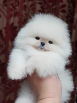 Pomeranian Yavruları 2
