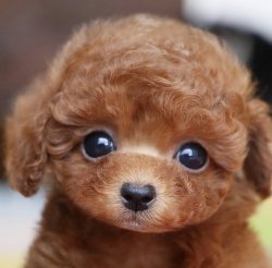 Süperstar Safkan Poodle 1