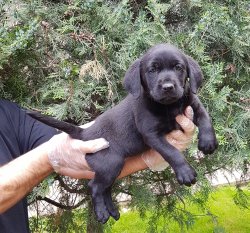 Black Labrador 3