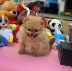 Orijinal Renk  TeddyBear Yavrumuz 5