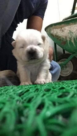 Sahibinden Satılık Chow Chow - Çin Aslanı Yavrular 5