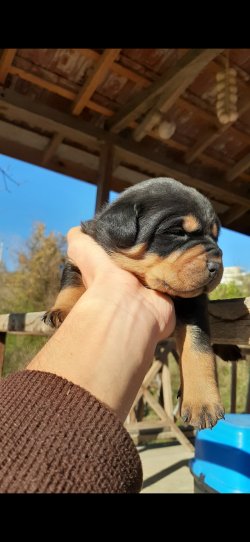 Macar Kafa Rottweiler Yavrularım Uygun Fiyat 4