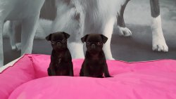 Kalite Ve Güvenin Tek Adresinden PUG Yavrulari 3