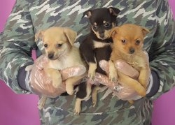 Minyature Pinscher Yavrular 1