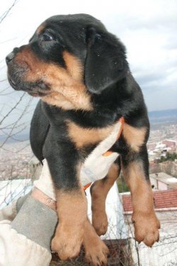 ROTWEİLLER YAVRULARI 3