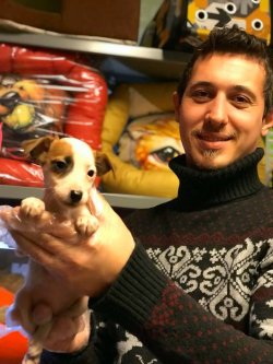 Kısa Bacak Jack Russel Yavruları 3