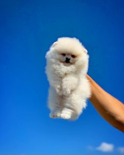 Orjinal Büyümeyen Irk Pomeranian Boo Yavrularımızdan 3