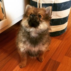 Sahibinden Parti Color Pomeranian 5