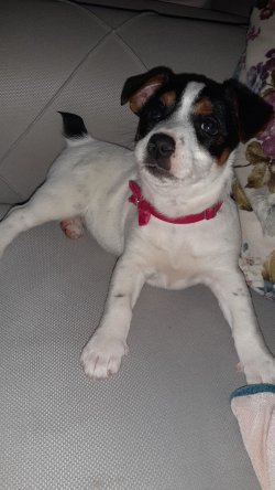 Jack Russell  3aylik Dişi 3