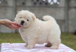 BEYAZ CHOW CHOW BEBEKLERİİZ AYI KAFA 2