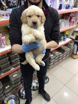 GOLDEN RETRIEVER DİŞi 1