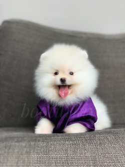 Minyatur Pomeranian Yavrumuz Casper 1