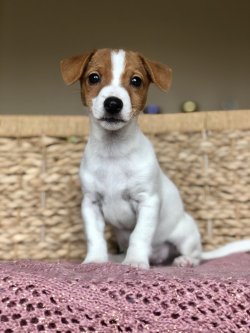 Anne Altından JACK RUSSEL TERRİER YAVRULARI 1