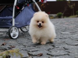 POMERANİAN BOO DOG YAVRU VE YETİŞKİNLER 1