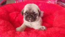 PUG MOPS YAVRUSU 3