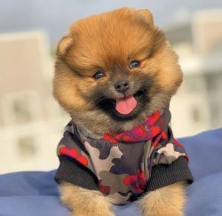 Orijinal Teacup Boy PomeranianBoo Oğlumuz 2