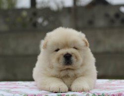 CHOW CHOW BEBEKLERİMİZ BEYAZ AYI KAFA 2