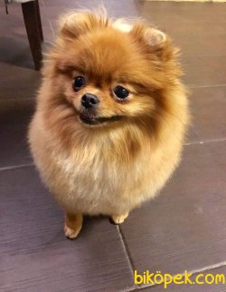 POMERANİAN BOO 2