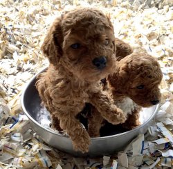 Toy Poodle Teacup Yavrularımız 2