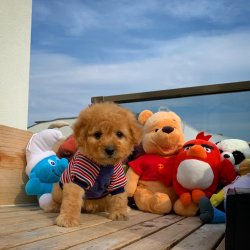 Yeni Gelen Poodle Yavrularımızdan 2