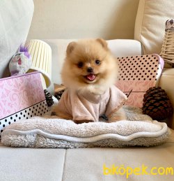 Irkının En Güzel Pomeranian Boo Yavruları 3