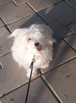 Sevimli Maltese Terrier Yavrulari 2