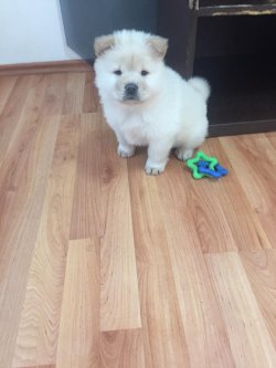 Satılık Safkan Chow Chow Çin Aslanı Yavrularımız 3