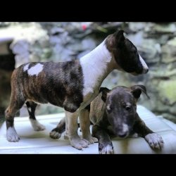 Bull Terrier Yavrularımız 3