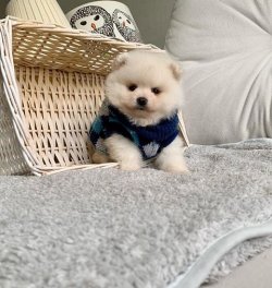 SAFKAN VE SAĞLIKLI POMERANİAN BOO 5