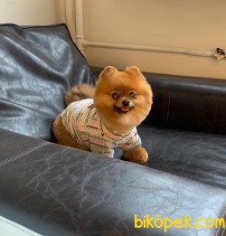 DİŞİ TEDDY BEAR POMERANİAN BOO 3