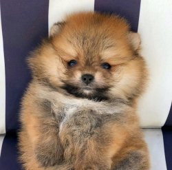 Sıfır Numara PomeranianBoo Yavrularımızdan 4
