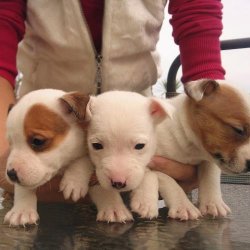 Mükemmel Kalitedede Jack Russel Yavrularımız 2