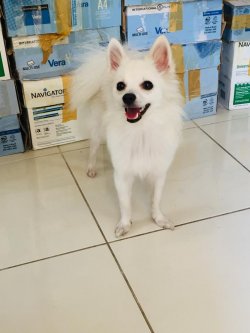 Pomerani̇an 3