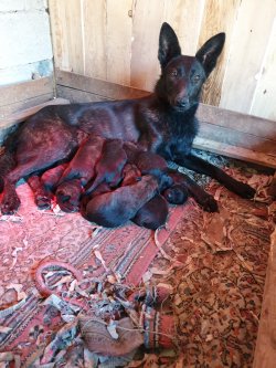 Satılık Belçika Kurdu Yavruları (Malinois ) 3