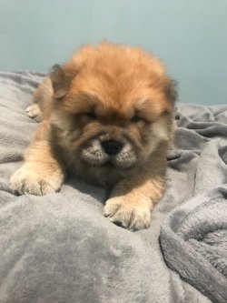 CHOW CHOW ( Çin Aslanı ) YAVRULARI 5