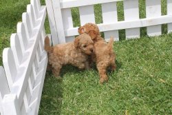 TOY POODLE YAVRULARIMIZ 3