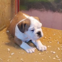 İNGİLİZ BULDOG YAVRUSU 1