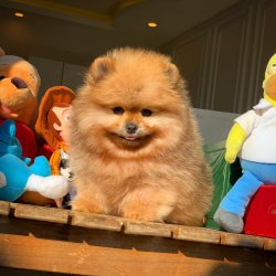 TeddyBear Yüz Yapısına Sahip PomeranianBoo Oğlumuz 5