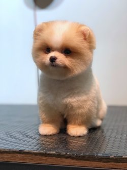 Irk Garantili Pomeranian Boo Yavrumuz 3