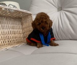 Red Brown Toy Poodle Yavrular 3