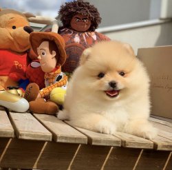 Özel Teddybear Yüz Yapısına Sahip Pomeranianboo 2
