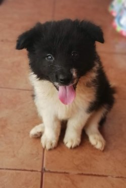 Çiftliğimizden Border Collie Yavrularımız 3