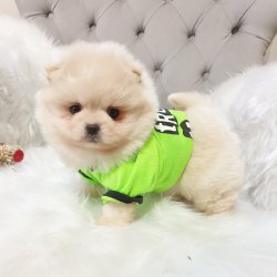 Satılık Pomeranian Boo Teddy Bear 2