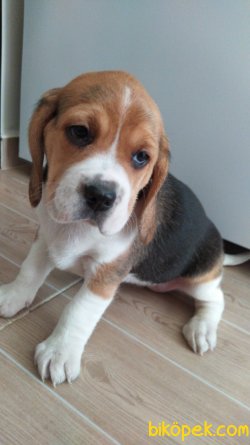 Beagle Yavruları 1