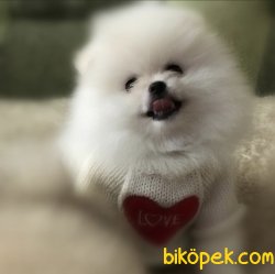 Beyaz Boo Pomeranian Ayı Surat Yavrular 1