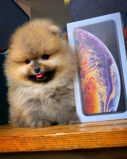 Yeni Gelen Pomeranian Boo Yavrularımızdan 3