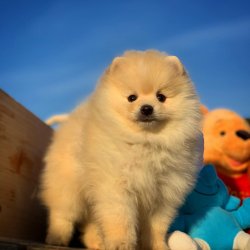Orjinal  Teddybear Yüz Yapısına Sahip PomeranianBoo 4