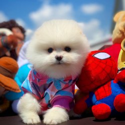 Safkan Büyümeyen Cins Beyaz Pomeranian Boo Yavrularımız İ̇çin İ̇letişime Geçin 1