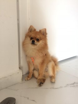 Adana Pomeranian Spitz Yetişkin Erkek 3