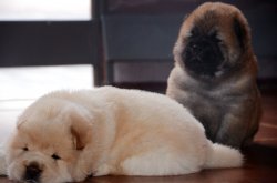 Satılık Chow Chow Yavruları 4